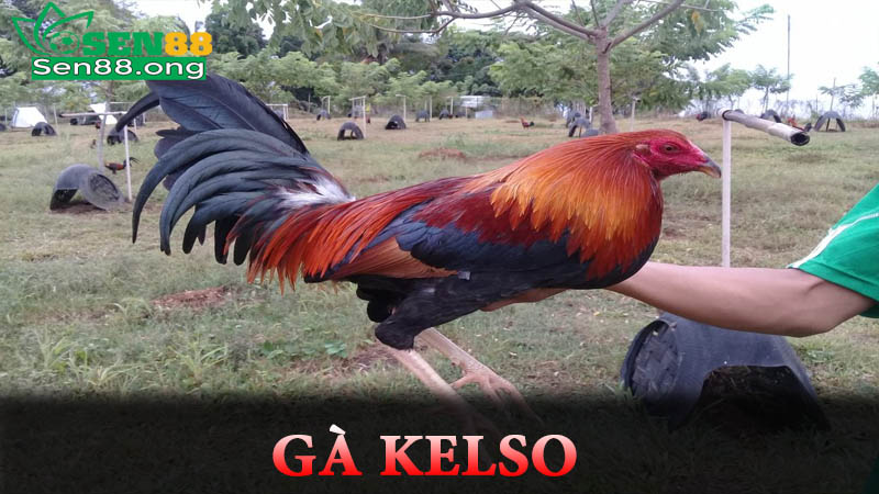 Giới thiệu đôi nét về giống gà Kelso