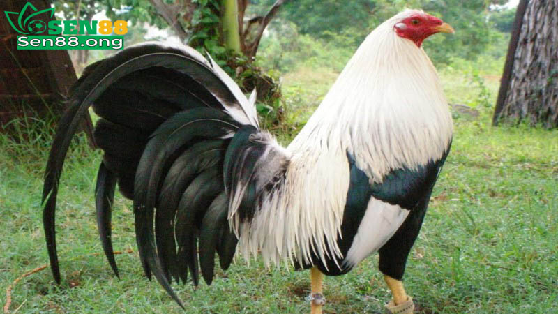 Một số dòng gà Kelso Mỹ nổi tiếng nhất